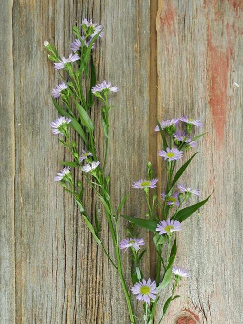 PURPLE ASTER